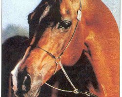 stallion Traditio ox (Arabian thoroughbred, 1976, from Gdansk ox)