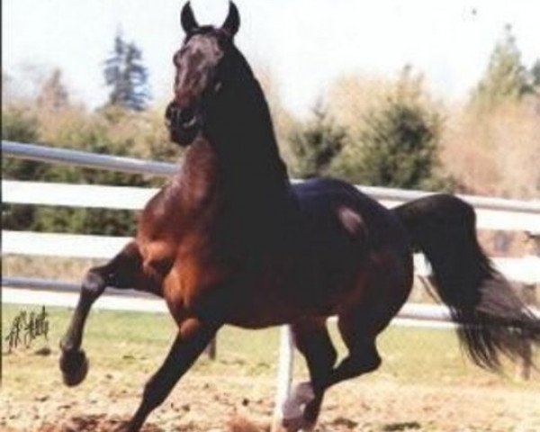 stallion DWD Tabasco ox (Arabian thoroughbred, 1982, from Traditio ox)
