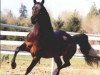 stallion DWD Tabasco ox (Arabian thoroughbred, 1982, from Traditio ox)
