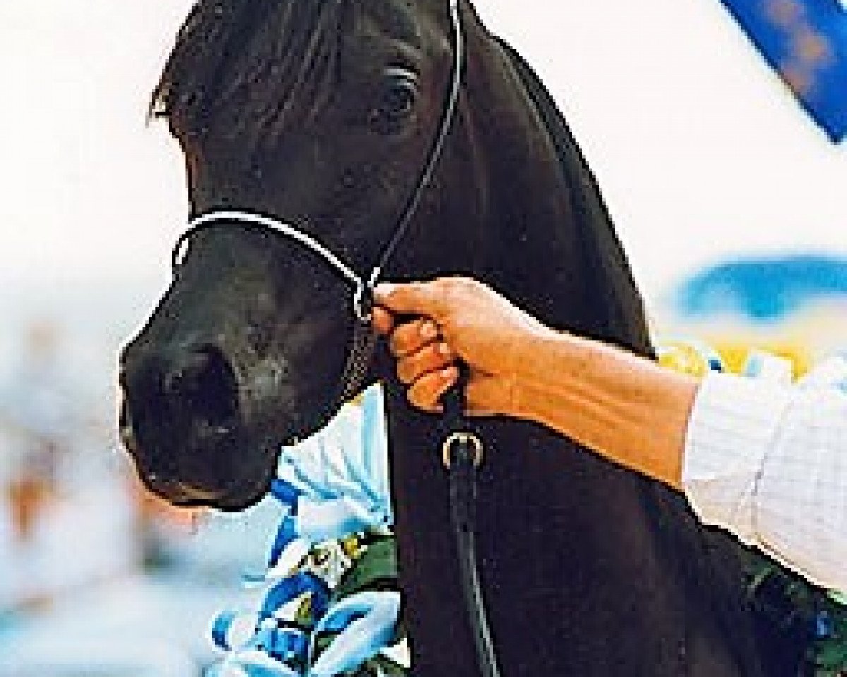 stallion Taladinn ox (Arabian purebred, 1992, from DWD Tabasco ox)