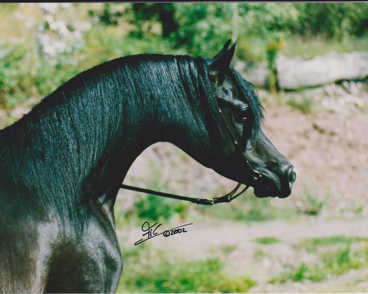 stallion BS Summerset ox (Arabian purebred, 1998, from Taladinn ox)