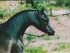 stallion BS Summerset ox (Arabian thoroughbred, 1998, from Taladinn ox)