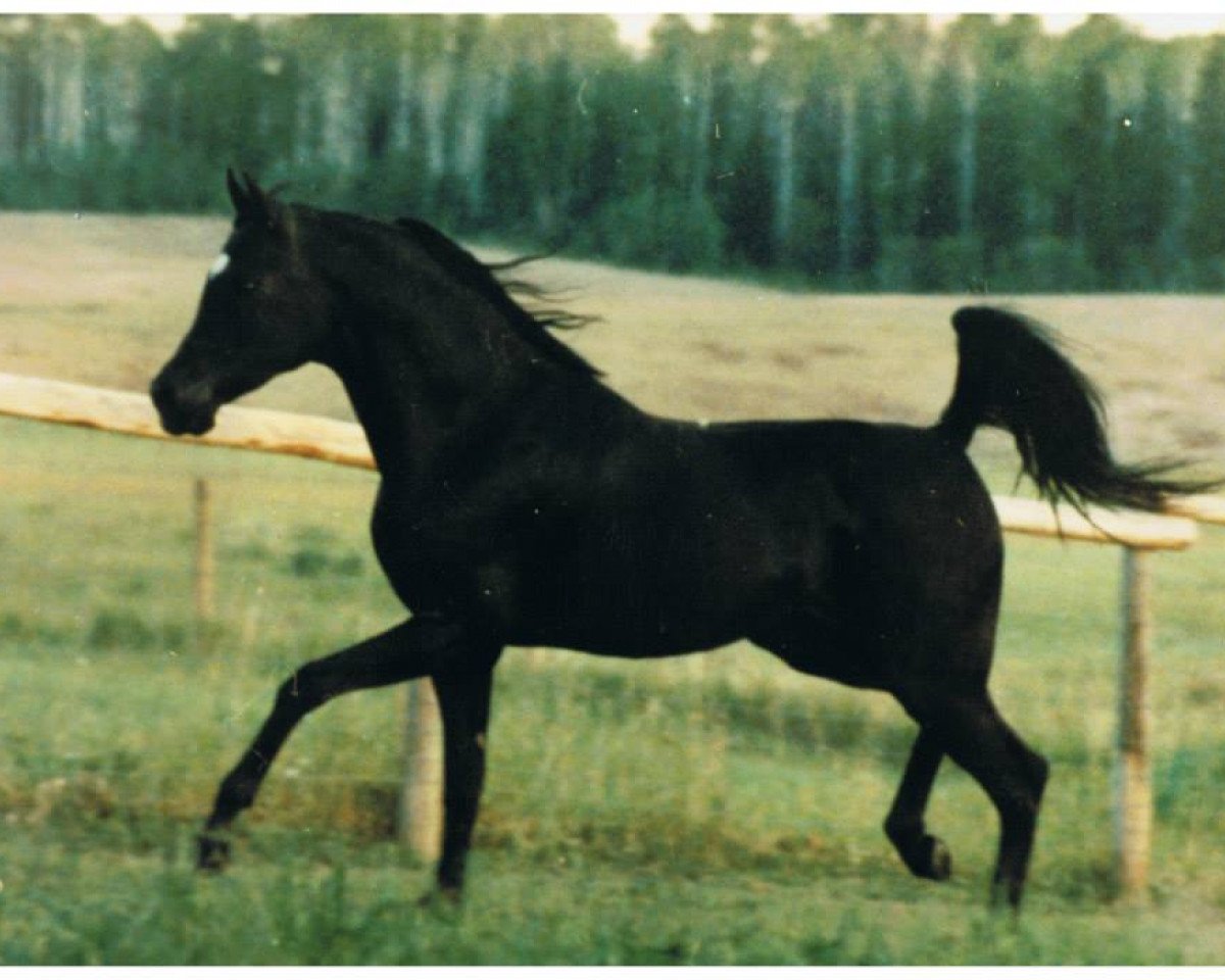 Deckhengst DP Black Smoke ox (Vollblutaraber, 1979, von Malabar Duke ox)