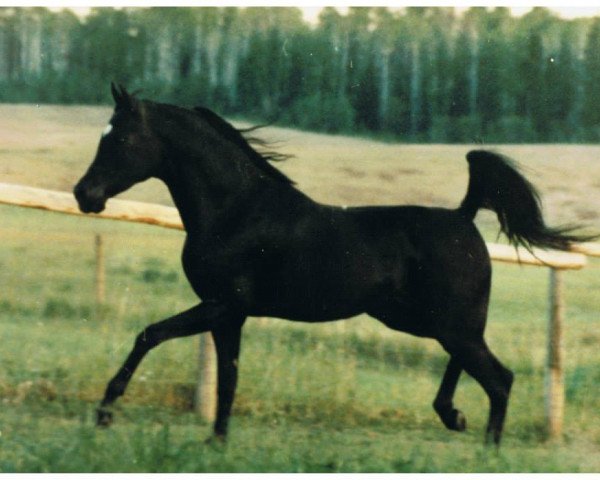 stallion DP Black Smoke ox (Arabian thoroughbred, 1979, from Malabar Duke ox)