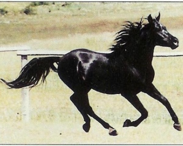 Deckhengst DP Black Dakota ox (Vollblutaraber, 1986, von CP Black Kyber ox)
