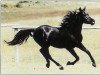 stallion DP Black Dakota ox (Arabian thoroughbred, 1986, from CP Black Kyber ox)