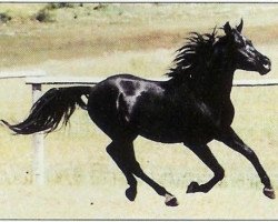 Deckhengst DP Black Dakota ox (Vollblutaraber, 1986, von CP Black Kyber ox)