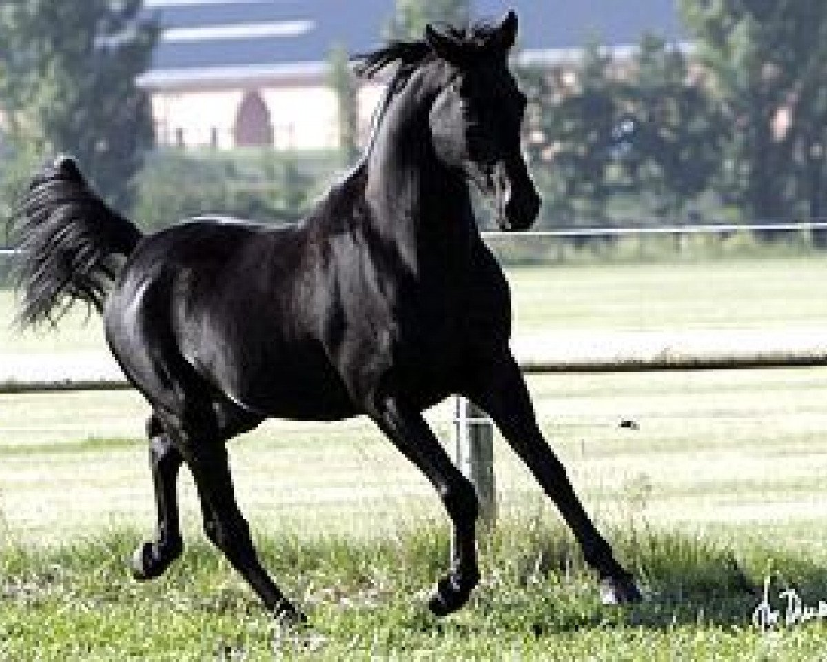 stallion Black Astir ox (Arabian purebred, 1994, from DP Black Dakota ox)
