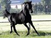 stallion Black Astir ox (Arabian thoroughbred, 1994, from DP Black Dakota ox)