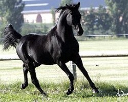 stallion Black Astir ox (Arabian thoroughbred, 1994, from DP Black Dakota ox)