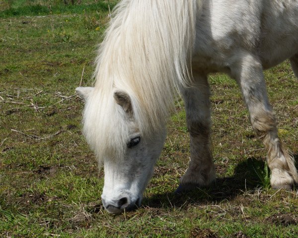 horse Amily (Shetland Pony, 2003, from Andy A 154 DDR)