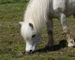 horse Amily (Shetland Pony, 2003, from Andy A 254)