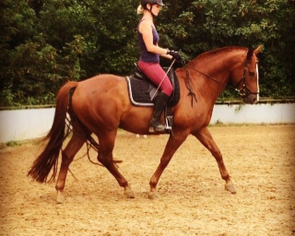 Springpferd Pride of Twilight (Rheinländer, 2009, von Prinz Wilhelm)