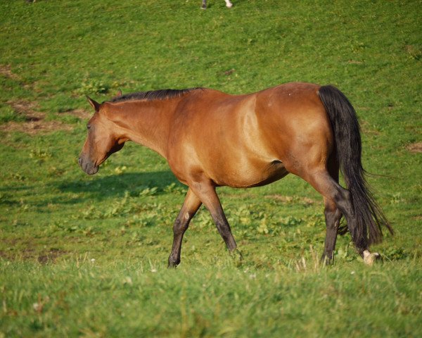 Zuchtstute Laetitia (Hannoveraner, 1995, von Latent)