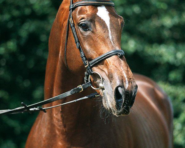 stallion Nariston (Oldenburg, 1991, from Narew xx)