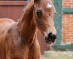 broodmare Federica (Oldenburg, 2017, from Federico Fellini)