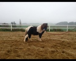 Pferd Vintago (Shetland Pony, 2011)