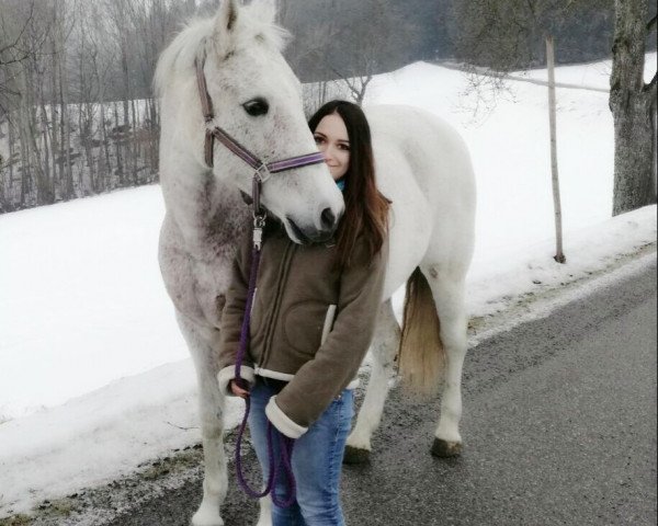 Pferd Indiana XCI (Pura Raza Espanola (PRE), 2004, von Jerezano XXXIV)
