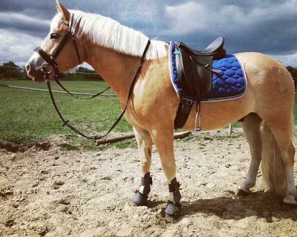 horse Willem (Haflinger, 2013, from Maxi van de Schotenshoeve)