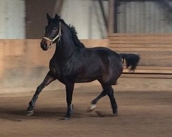 broodmare Luna (Westphalian, 2014, from Estobar)