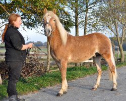 Pferd Nestroy (Haflinger, 2010, von Niko)