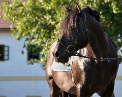 horse Grumete III (Pura Raza Espanola (PRE), 2004, from Hidalgo XIII)