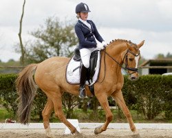 dressage horse Doreen (Westphalian, 1999, from Danny Gold)