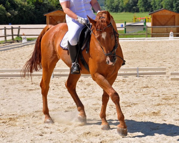 horse Roscher Ferero (Czech Warmblood, 1999, from Radegast)