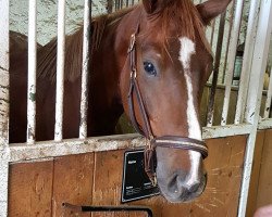 dressage horse Kleebauers Destinatio (German Sport Horse, 2014, from Destano)