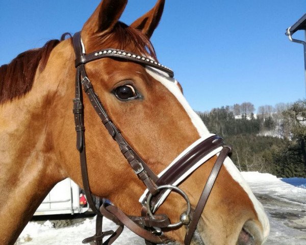 broodmare Kleebauers Quirina (Hanoverian, 2013, from Quaterhall)