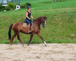 Zuchtstute Kleebauers Ginger (Hessisches Warmblut, 2005, von Giorgio)