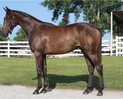 broodmare Courageous Julie xx (Thoroughbred, 2011, from Pioneerof The Nile xx)