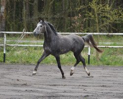 Pferd Orys (Araber-Berber, 2013)