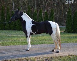 Pferd Garis (Litauer Warmblut, 2014)