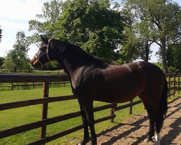 broodmare Penelope III (Holsteiner, 2000, from Ramirado)