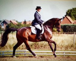 dressage horse Rohvienna (Oldenburg, 2008, from Rohdiamant)