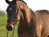 dressage horse Sonnenkönig 8 (Westphalian, 2009, from San Amour I)