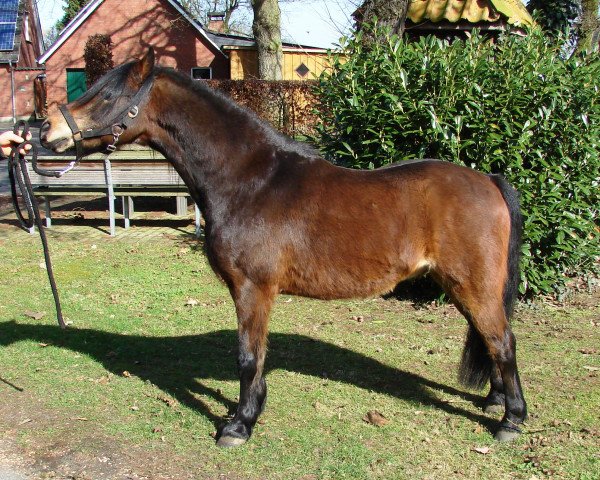 Pferd Strathies Master Jack (Welsh Pony (Sek.B), 2010, von Galileo)