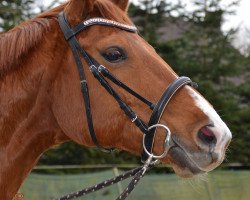 broodmare Rouge Fleurie (Hanoverian, 2007, from Rotspon)