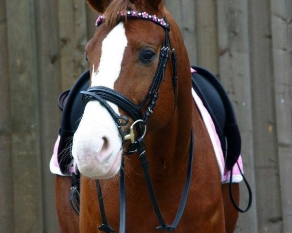 dressage horse Sly 22 (Hanoverian, 2007, from Sir Donnerhall I)