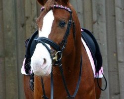 dressage horse Sly 22 (Hanoverian, 2007, from Sir Donnerhall I)