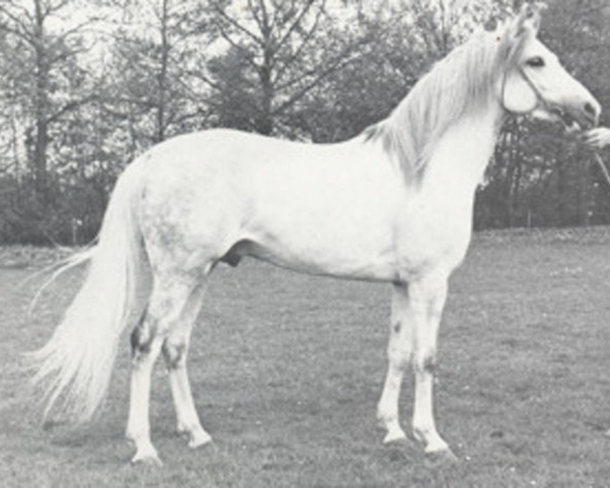 Deckhengst Gon ox (Vollblutaraber, 1964, von Negatiw 1945 ox)