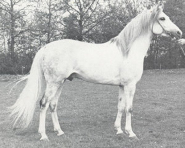 stallion Gon ox (Arabian thoroughbred, 1964, from Negatiw 1945 ox)