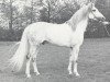 stallion Gon ox (Arabian thoroughbred, 1964, from Negatiw 1945 ox)