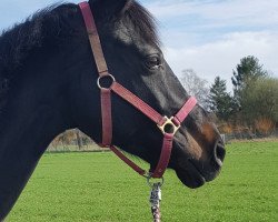 dressage horse Havanna Sunshine (Hanoverian, 2009, from Hochadel)