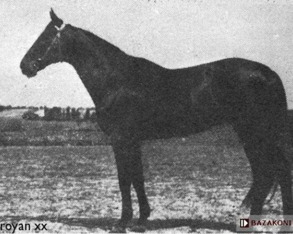 stallion Saroyan xx (Thoroughbred, 1970, from Antiquarian xx)