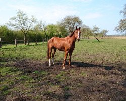 dressage horse Fantastic One (Oldenburger, 2012, from Fürst Romancier)