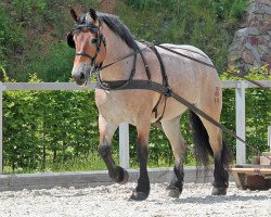 broodmare Teja von Großrudestedt (Rhenish-German Cold-Blood, 2013, from Ulan)