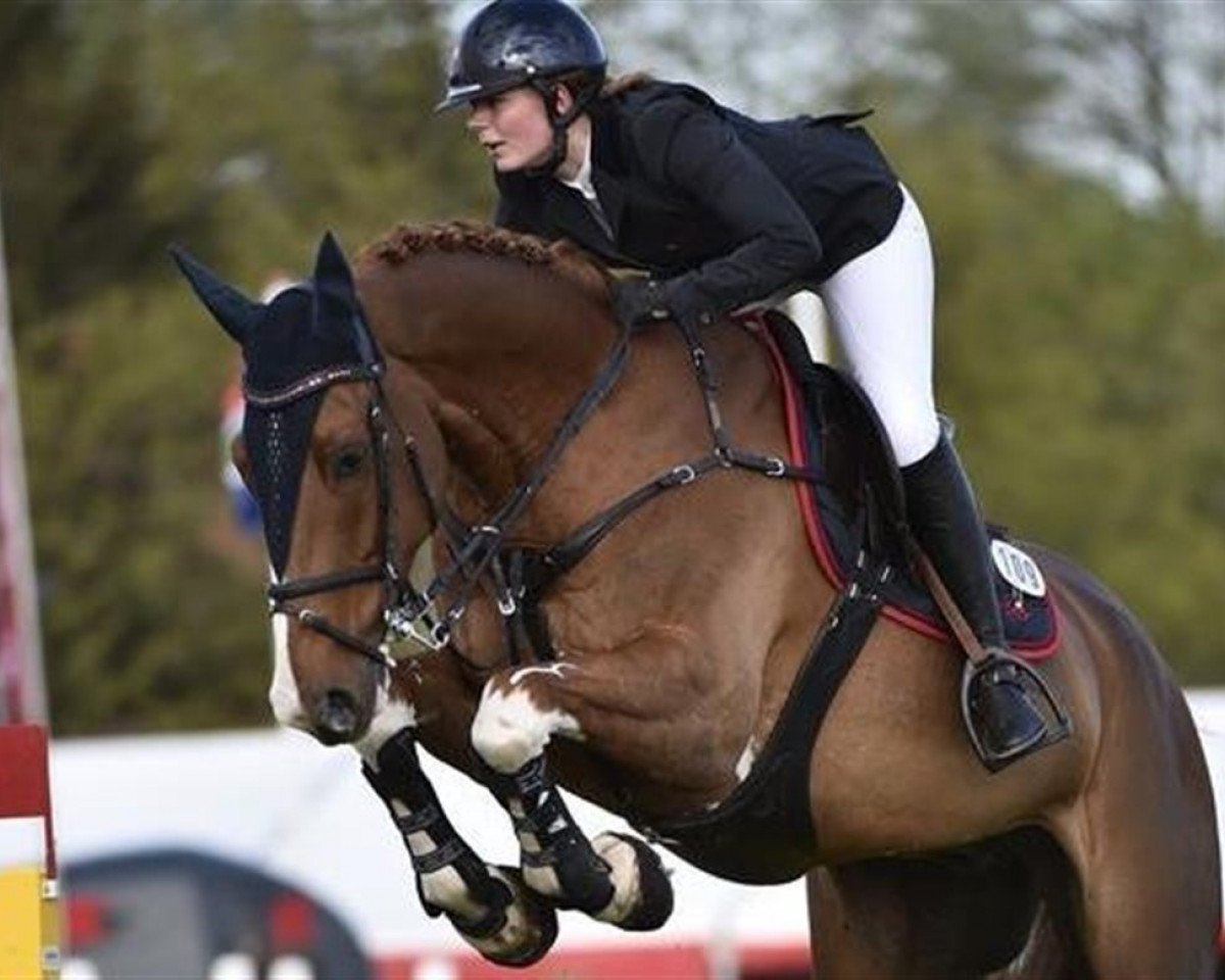 jumper Beckham Roentved (Danish Warmblood, 2002, from Stald Calles Bror Bally)