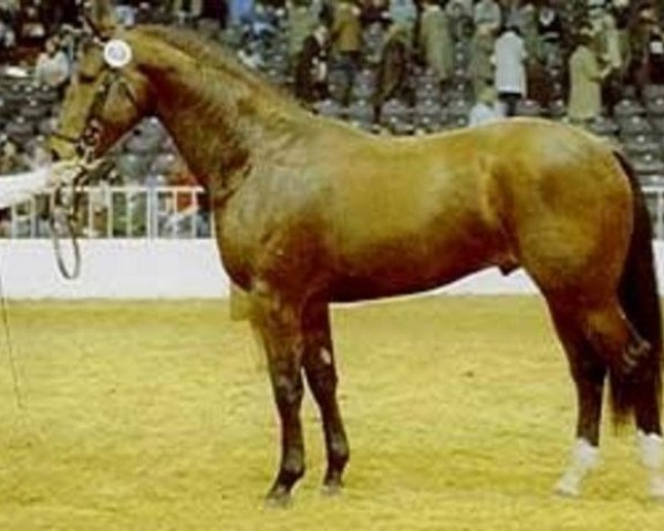 stallion Triumph (Oldenburg, 1978, from Tiro)